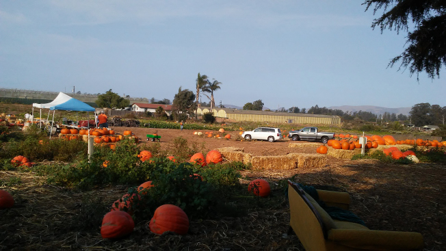 Nipomo Pumpkin Patch Picture 2022 10 04